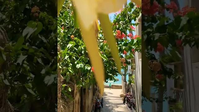 Shela bella #beach #lamu #shela #flowers Shela bella #beach #lamu #shela #flowers