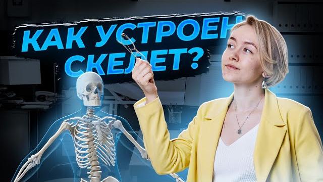Скелет человека для огэ по биологии | умскул Скелет человека для огэ по биологии | умскул