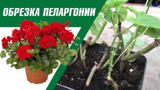 Весенняя обрезка пеларгонии герань, мушкаты Весенняя обрезка пеларгонии герань, мушкаты