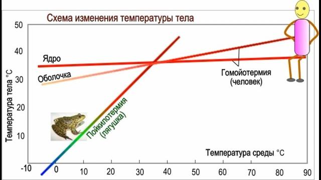 Лекция "физиология терморегуляции" Лекция "физиология терморегуляции"