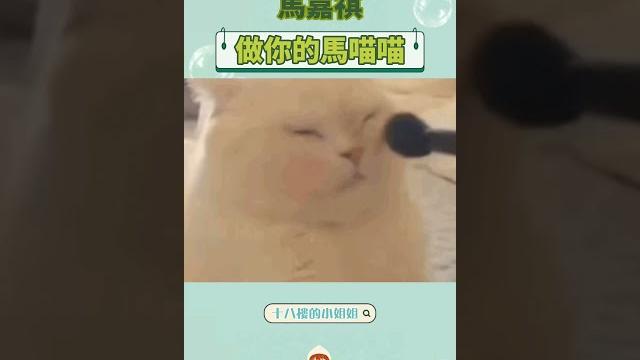 #馬嘉祺 你的喵系男友 要帶小奶貓還是小野貓回家呢? #馬嘉祺 你的喵系男友 要帶小奶貓還是小野貓回家呢?