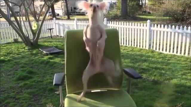 Funny dancing dogs compilation - try not to laugh! Funny dancing dogs compilation - try not to laugh!
