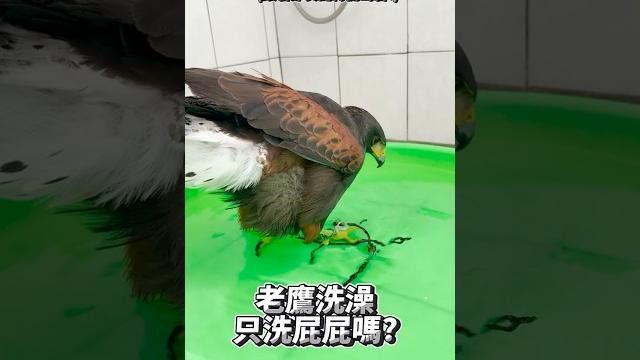 波波是隻有節奏感的老鷹,對節拍洗屁屁的鷹寶 | 波氏家族 popofamily 波波是隻有節奏感的老鷹,對節拍洗屁屁的鷹寶 | 波氏家族 popofamily