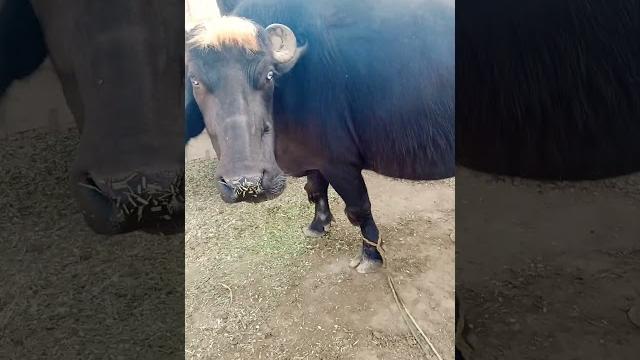 Buffalo Buffalo