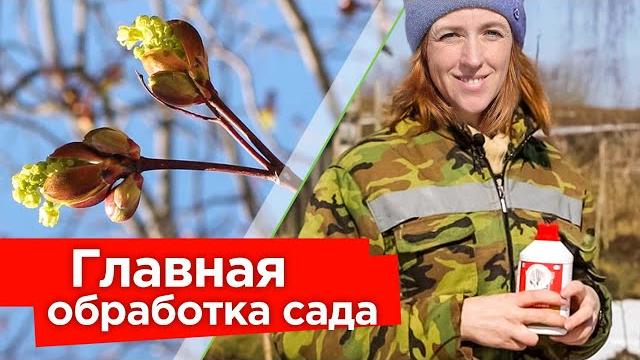 Первая и главная обработка сада весной! мощный удар по вредителям и болезням деревьев и кустарников Первая и главная обработка сада весной! мощный удар по вредителям и болезням деревьев и кустарников