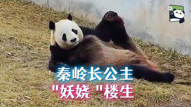 楼生的故事:川陕混血的秦岭长公主,专生搞笑儿女的辣妈,实现四世同堂,子孙个个是活宝 楼生的故事:川陕混血的秦岭长公主,专生搞笑儿女的辣妈,实现四世同堂,子孙个个是活宝