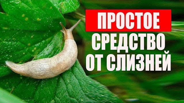 Борьба со слизнями на огороде. у нас больше нет этой проблемы. за 5 секунд минус 100 слизней Борьба со слизнями на огороде. у нас больше нет этой проблемы. за 5 секунд минус 100 слизней