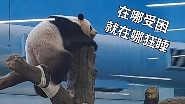 圓仔爬高高下不來…本公主在哪受困就在哪睡 圓仔爬高高下不來…本公主在哪受困就在哪睡