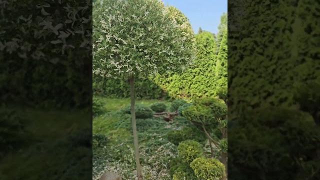 Topiary z cyprysików #ogród #bonsai #rośliny Topiary z cyprysików #ogród #bonsai #rośliny