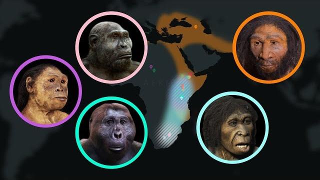 Seven million years of human evolution #datavisualization Seven million years of human evolution #datavisualization