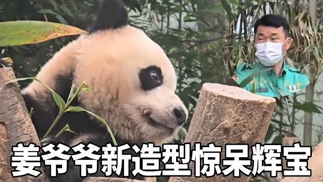 姜爷爷最近换新造型了!简直就是标准的韩国精神小伙造型,一度惊呆辉宝目不转睛的盯着看!【蛙探】 姜爷爷最近换新造型了!简直就是标准的韩国精神小伙造型,一度惊呆辉宝目不转睛的盯着看!【蛙探】