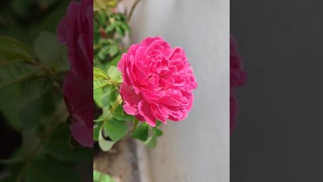 Desi pink rose #pinkflower #desirose #roses #roselover #roseplant #pinkrose #rose #indianrose #pink Desi pink rose #pinkflower #desirose #roses #roselover #roseplant #pinkrose #rose #indianrose #pink