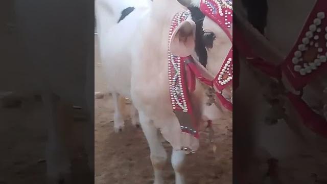 #qurbani ki ronaq 2025#white gulabo cow at maveshi mandi 2025#cowmandi2025 #northernbypassmandi #qurbani ki ronaq 2025#white gulabo cow at maveshi mandi 2025#cowmandi2025 #northernbypassmandi