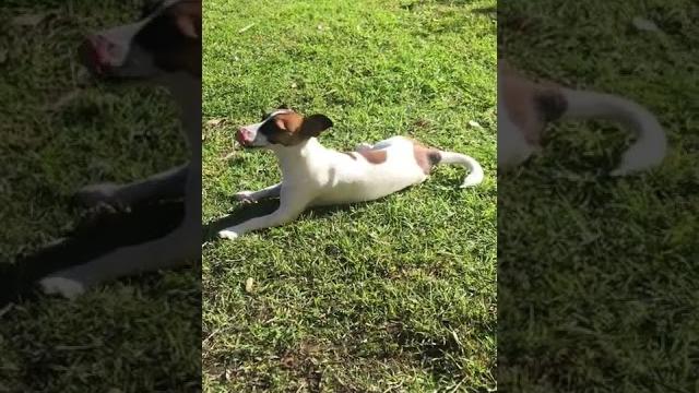 Polly is sun baking Polly is sun baking
