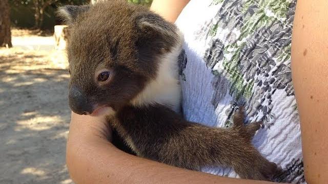 Heart warming moment mum & joey koala reunite Heart warming moment mum & joey koala reunite