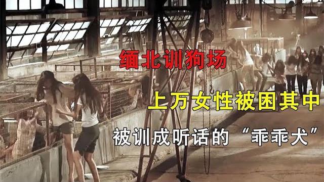 缅北训狗厂,上万女性被困其中,被训成听话的“乖乖犬” 缅北训狗厂,上万女性被困其中,被训成听话的“乖乖犬”