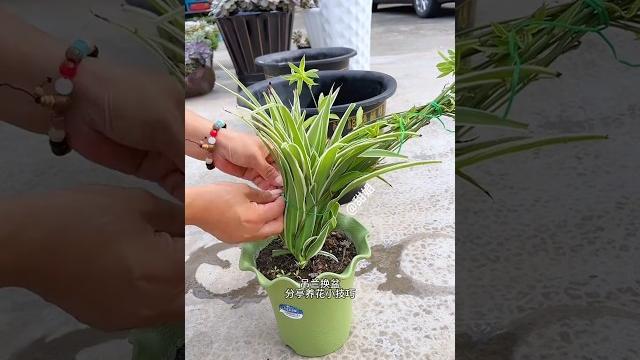 Unique spider plant transformation | plastic mold to wide jar | watch step by step guidelines Unique spider plant transformation | plastic mold to wide jar | watch step by step guidelines
