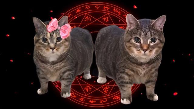 Oiiaoiia cat x after dark Oiiaoiia cat x after dark