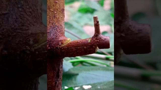 Amazing grafting techniques for fruit plants easy grafting #satisfying #grafting #shorts #amazing Amazing grafting techniques for fruit plants easy grafting #satisfying #grafting #shorts #amazing