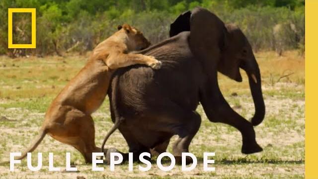 Surviving the grasslands (full episode) | hostile planet Surviving the grasslands (full episode) | hostile planet