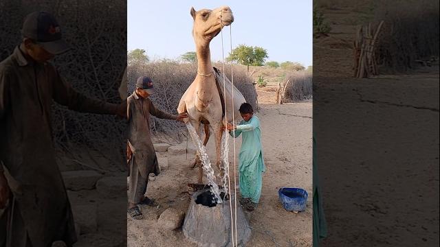 صبيان يسكبان الماء من الجمل إلى البئر صبيان يسكبان الماء من الجمل إلى البئر