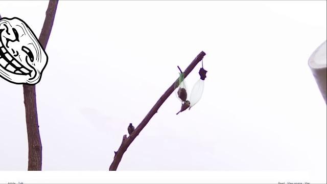 Spying on tits, using security camera vivotek ib8369 Spying on tits, using security camera vivotek ib8369