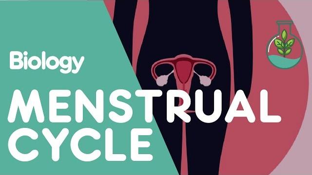 What is the menstrual cycle? | physiology | biology | fuseschool What is the menstrual cycle? | physiology | biology | fuseschool