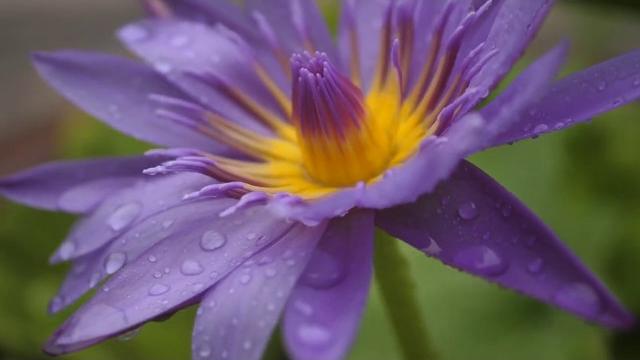 Gentle rain on flowers for deep sleep, study, concentration, or meditation (no thunders) 10 hrs hd Gentle rain on flowers for deep sleep, study, concentration, or meditation (no thunders) 10 hrs hd