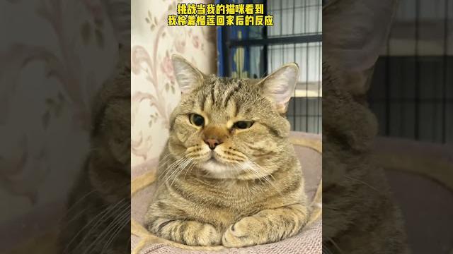 不吃榴莲的猫不是一直好猫 #被迫营业的猫猫 #情绪稳定的猫咪 #这个世界不能没有小猫 不吃榴莲的猫不是一直好猫 #被迫营业的猫猫 #情绪稳定的猫咪 #这个世界不能没有小猫