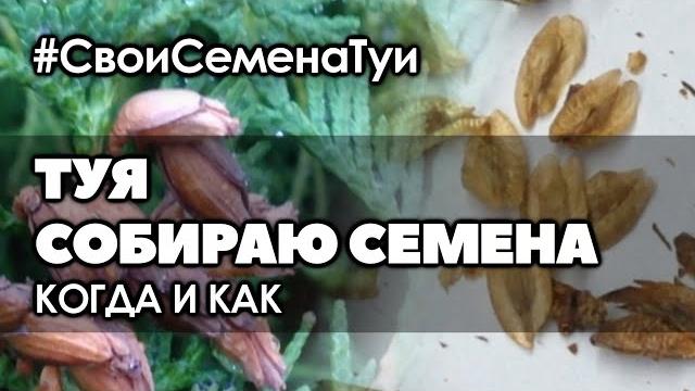 Когда и как собирать семена туи западной. Когда и как собирать семена туи западной.
