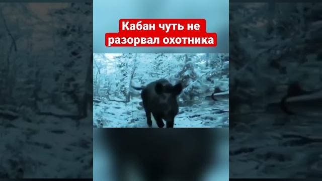 Кабан чуть не разорвал охотника Кабан чуть не разорвал охотника