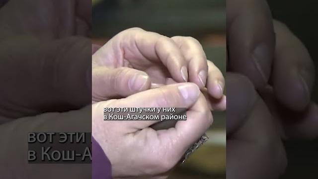 Из желудка барана вышли такие шарики #алтай #теленгиты Из желудка барана вышли такие шарики #алтай #теленгиты