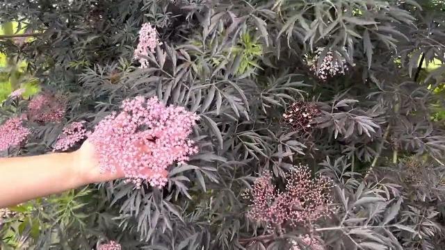 Black lace elderberry sambucus Black lace elderberry sambucus