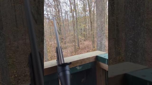 Whitetail deer hunting! 450 bushmaster ruger american go wild. november rut! delaware 2022. Whitetail deer hunting! 450 bushmaster ruger american go wild. november rut! delaware 2022.