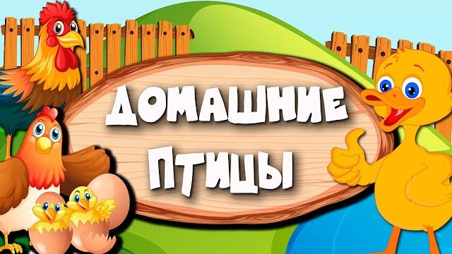 Домашние птицы. развивающий мультфильм для детей . Домашние птицы. развивающий мультфильм для детей .