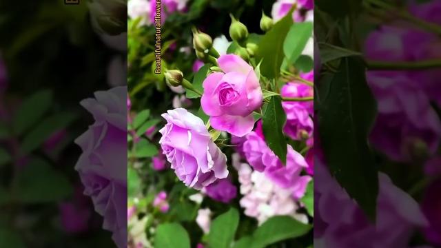 #flowers #rose #pinkrose #naturalflowers #shorts #flowers #rose #pinkrose #naturalflowers #shorts