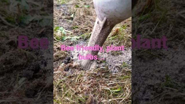 Autumn crocus bulb planting Autumn crocus bulb planting