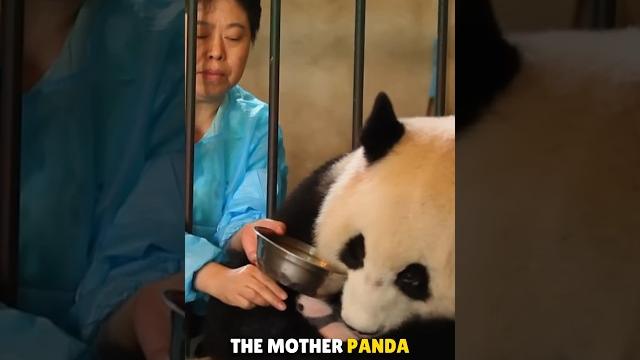 Why zookeeper steals baby panda Why zookeeper steals baby panda
