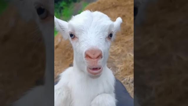 Baby cow vs. goat sound ️ #short #goat #cow #animals #sound #viralshorts #viralvideo #viralvideo Baby cow vs. goat sound ️ #short #goat #cow #animals #sound #viralshorts #viralvideo #viralvideo
