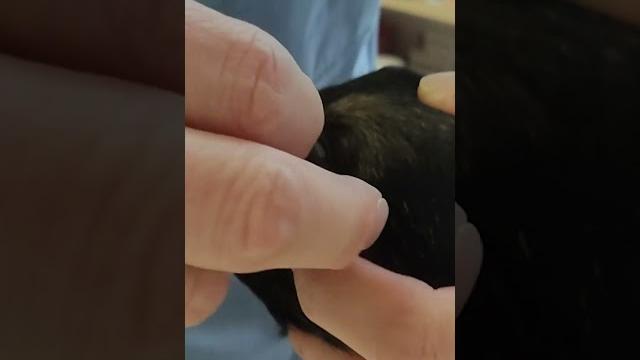 Adorable baby puppy goes to the vet #shorts Adorable baby puppy goes to the vet #shorts