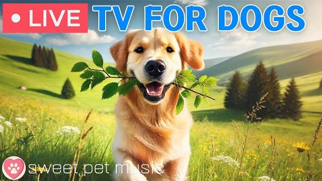 24 hours of dog tvsleep music for your dogrelaxing dog music for stress and anxiety relief 24 hours of dog tvsleep music for your dogrelaxing dog music for stress and anxiety relief