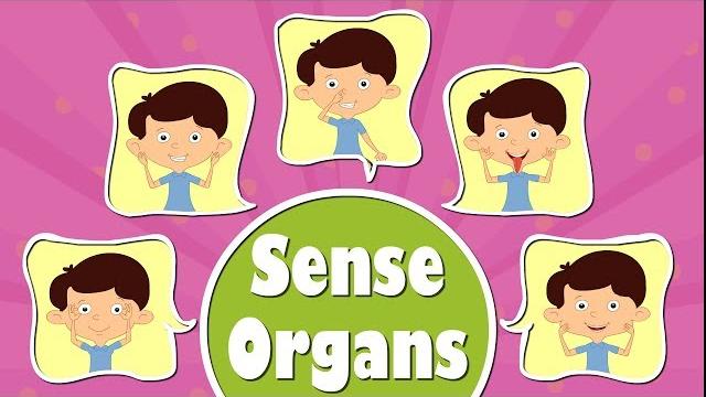 Human sense organs | #aumsum #kids #science #education #children Human sense organs | #aumsum #kids #science #education #children