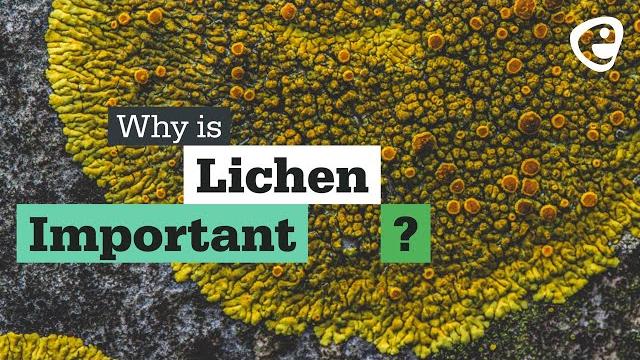 Why is lichen important? Why is lichen important?
