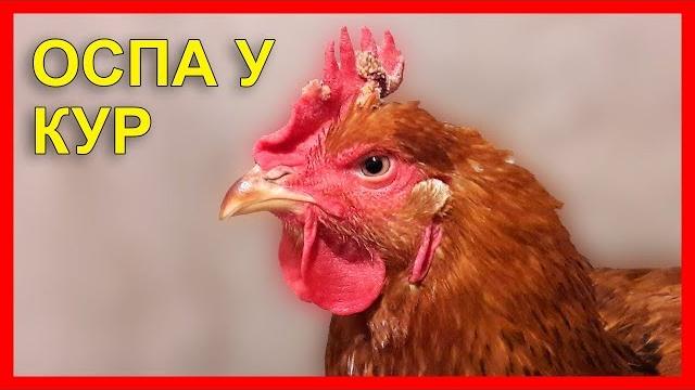 Оспа у кур / как лечить Оспа у кур / как лечить