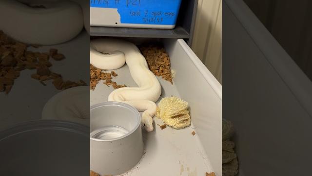 Ball python pre-lay shed Ball python pre-lay shed