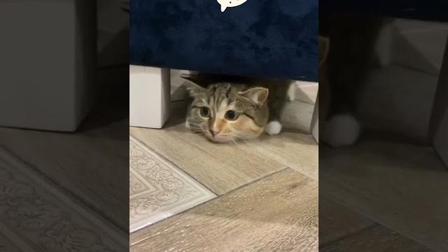 Кошке голову отрезать? Кошке голову отрезать?