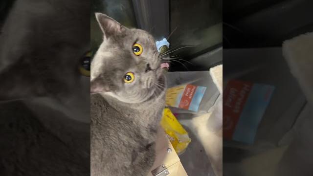 #猫 #猫咪 我愿称之为口水娃 #猫 #猫咪 我愿称之为口水娃