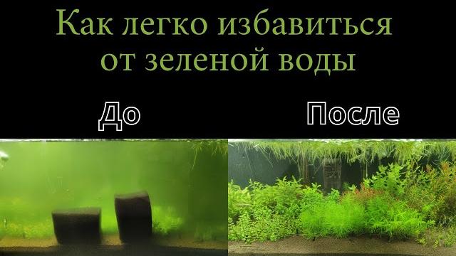 Как быстро справиться с зеленой водой Как быстро справиться с зеленой водой