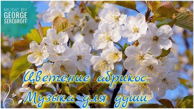 Цветение абрикос музыка для души Цветение абрикос музыка для души