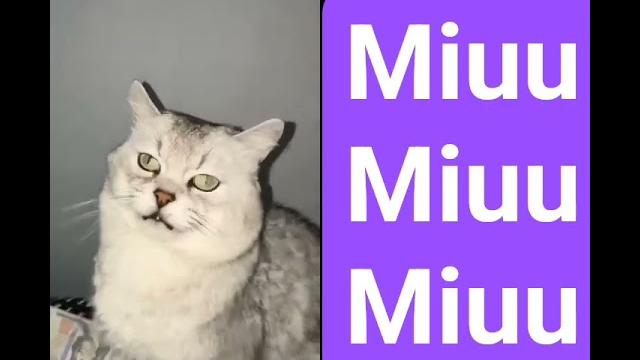 Miuuuuu Miuuuuu